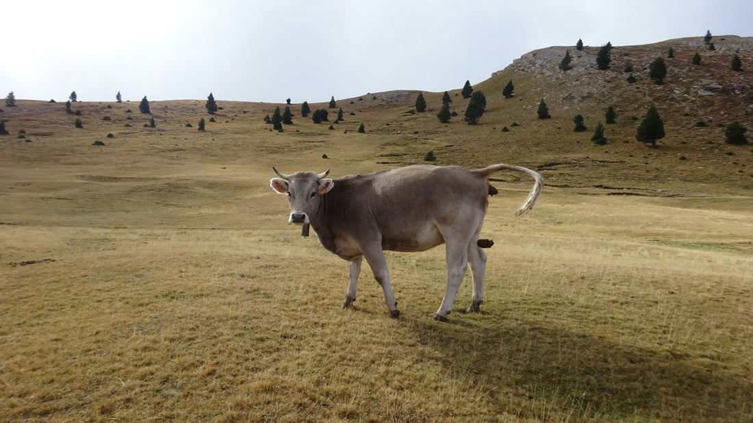 trasplante fecal FTM disbiosis microbiota EEII Fermentadictos compra verduras fermentadas, chucrut ecológico