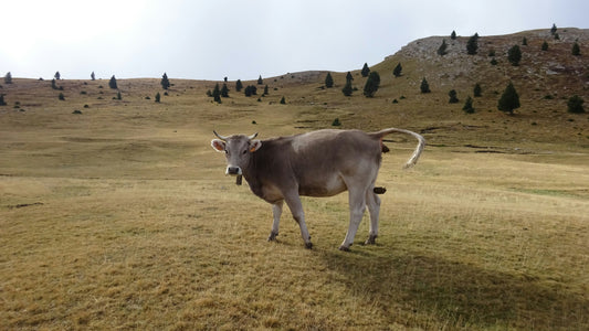 trasplante fecal FTM disbiosis microbiota EEII Fermentadictos compra verduras fermentadas, chucrut ecológico